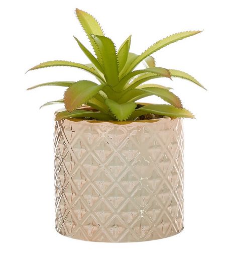 Gold Pineapple Leaf Plant | New Look